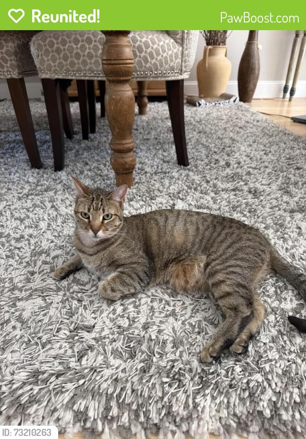 Reunited Female Cat last seen Near Westminster Drive, Marlborough, MA - Villages of Marlboro East, Marlborough, MA 01752