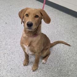 Shelter Stray Female Dog last seen , 5801 Graye Ln, Caldwell, ID 83607, USA
