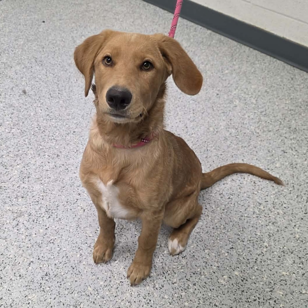 Shelter Stray Female Dog last seen , 5801 Graye Ln, Caldwell, ID 83607, USA