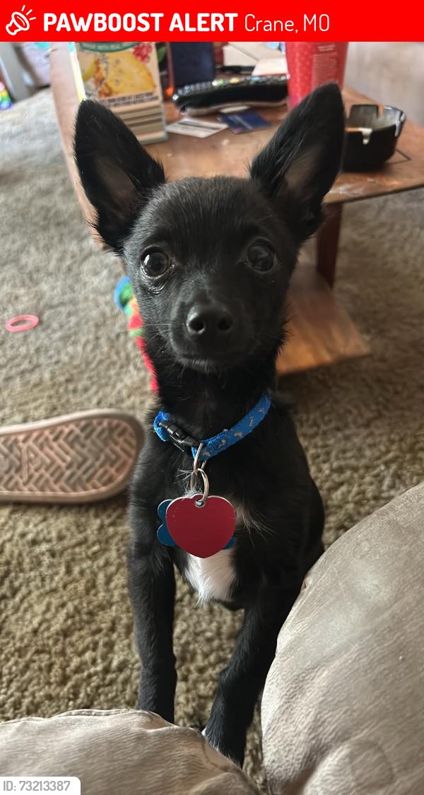 Lost Male Dog last seen Crane missouri, Crane, MO 65633