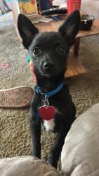 Lost Male Dog last seen Crane missouri, Crane, MO 65633