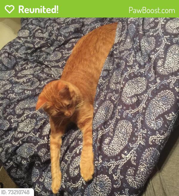 Reunited Male Cat last seen Near Hollywood Dr, Arlington, TX 76013, USA, Arlington, TX 76013