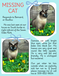 Lost Male Cat last seen South burke st, Seven oaks park, East cypress Ave, East Laurel Ave, , East Kaweah Ave, Visalia, CA 93292