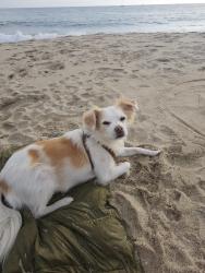 Reunited Male Dog last seen Glasgow Ave and Thornburn St., Los Angeles, CA 90045
