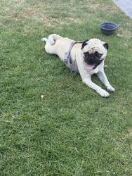 Reunited Male Dog last seen Near Magnolia Ave, Riverside, CA 92504
