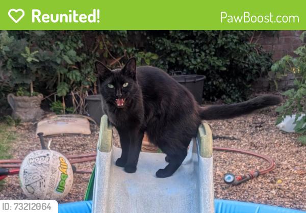 Reunited Female Cat last seen White barn road Llanishen, Cardiff, Wales 