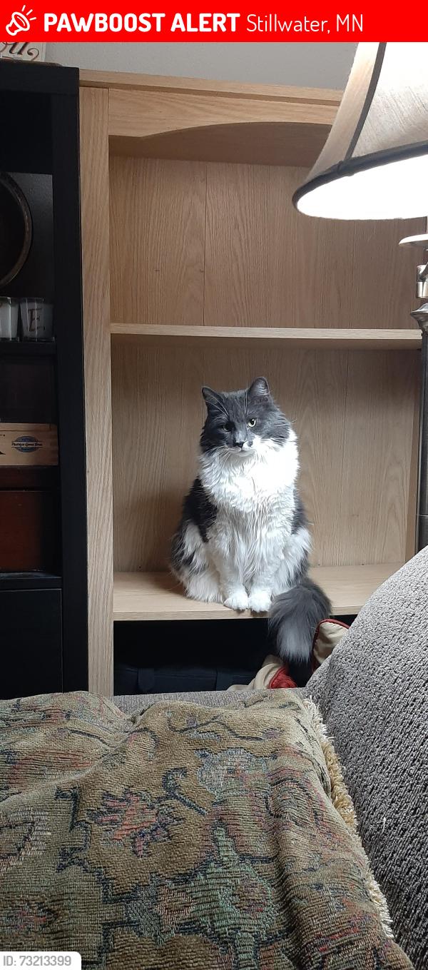 Lost Female Cat last seen 1st st N. And st.croix Ave., Stillwater, MN 55082