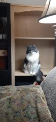 Lost Female Cat last seen 1st st N. And st.croix Ave., Stillwater, MN 55082