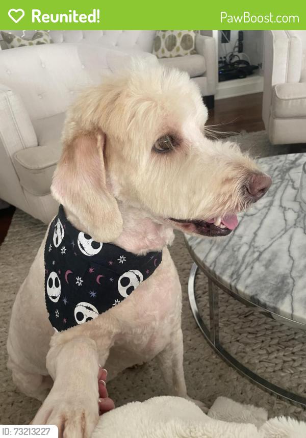 Reunited Female Dog last seen Skyline Dr & Equestrian Dr, North Tustin, CA 92705, USA, North Tustin, CA 92705