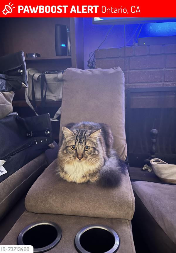 Lost Female Cat last seen Bon View, Philadelphia, Campus Ave, Ontario, CA 91761