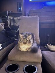 Lost Female Cat last seen Bon View, Philadelphia, Campus Ave, Ontario, CA 91761