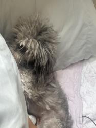Reunited Female Dog last seen Near ketella avenue unit ten, Stanton, CA 90680