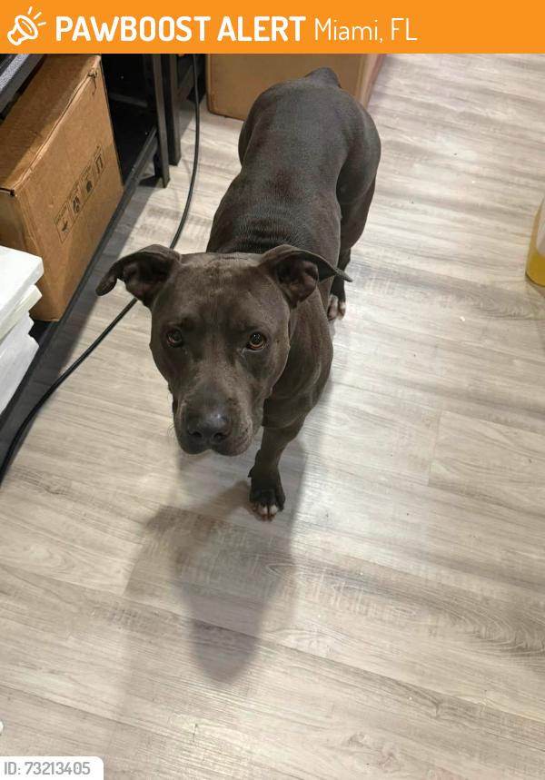 Found/Stray Female Dog last seen Miami, Miami, FL 33131