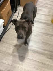 Found/Stray Female Dog last seen Miami, Miami, FL 33131