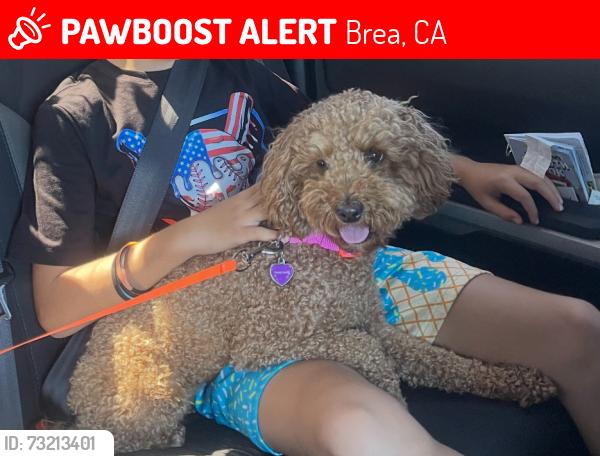 Lost Female Dog last seen Lazy Dog Restaurant, Brea, CA 92821