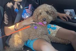 Lost Female Dog last seen Lazy Dog Restaurant, Brea, CA 92821