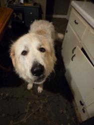 Found/Stray Male Dog last seen Willard road Winston, Winston-Salem, NC 27107