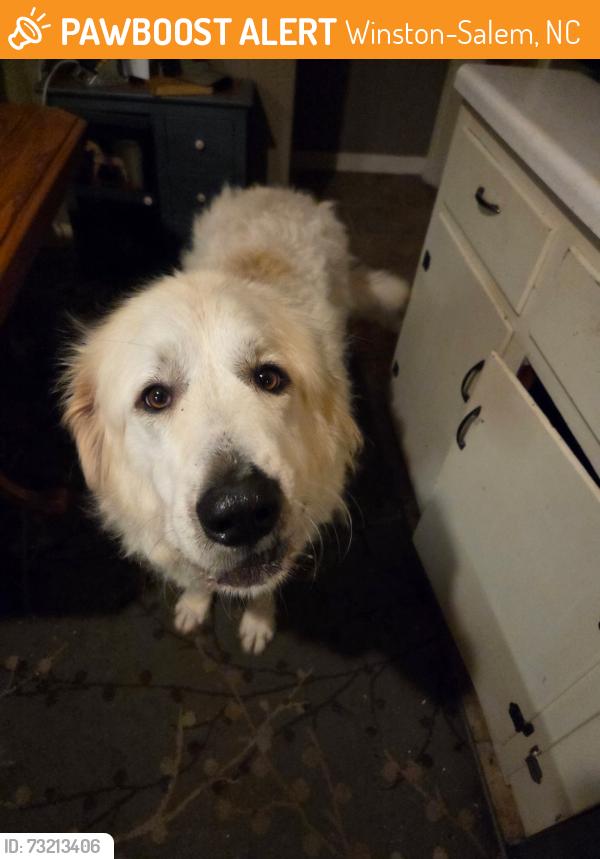 Found/Stray Male Dog last seen Willard road Winston, Winston-Salem, NC 27107