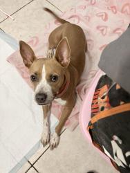 Reunited Female Dog last seen Mowery drive, Homestead, FL 33030