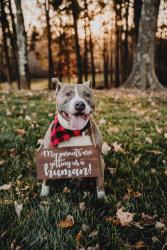 Lost Male Dog last seen Near long shoals Rd, Lincolnton, NC 28092