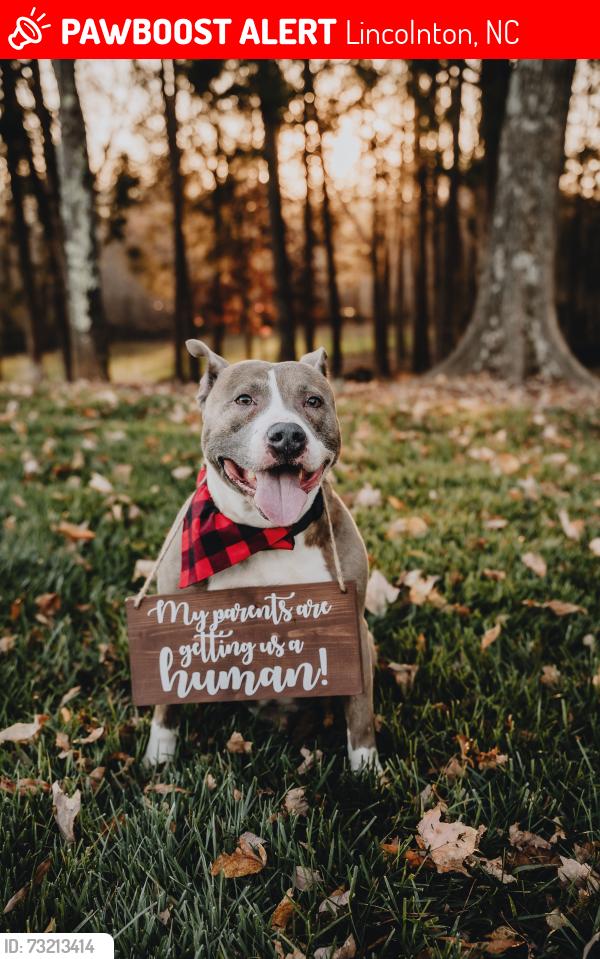 Lost Male Dog last seen Near long shoals Rd, Lincolnton, NC 28092