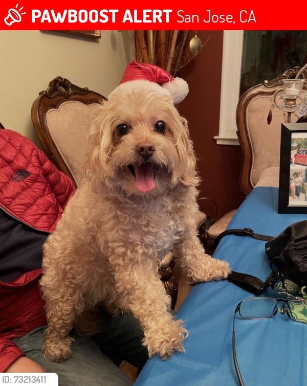 Lost Female Dog last seen Britt way and quimby rd, San Jose, CA 95148