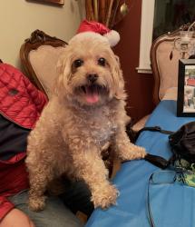 Lost Female Dog last seen Britt way and quimby rd, San Jose, CA 95148