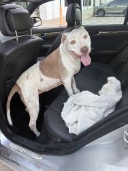 Reunited Female Dog last seen I will update I just know in the Colony, The Colony, TX 75056