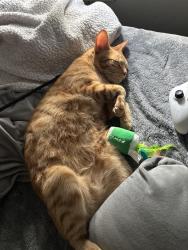 Reunited Male Cat last seen keoncrest cir., Sacramento, CA 95841