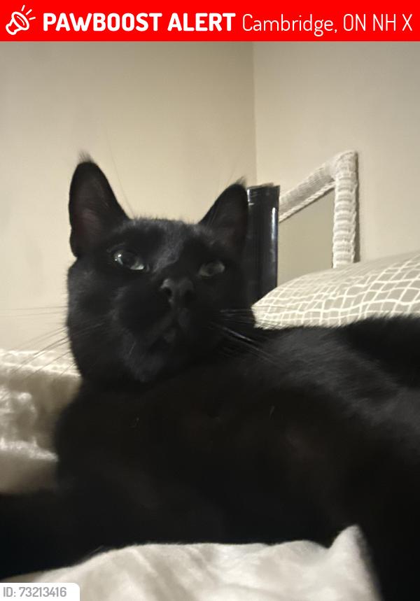 Lost Male Cat last seen Near Preston parkway Cambridge, Cambridge, ON N3H 4X3