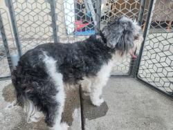 Reunited Female Dog last seen Lee and Morgan, Buena Park, CA 90620