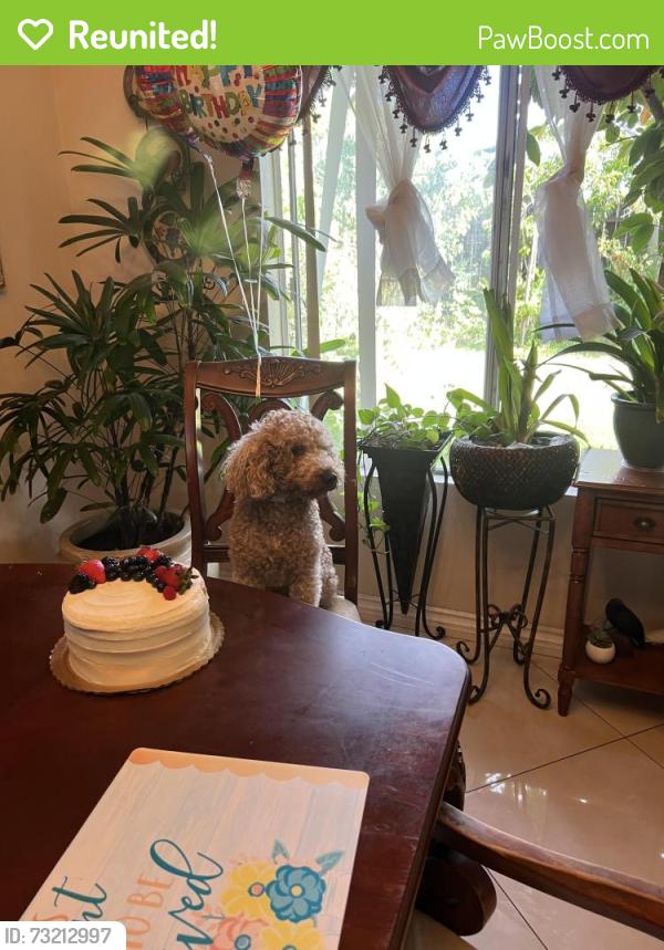 Reunited Male Dog last seen Osage drive and jamacha road, San Diego, CA 92114