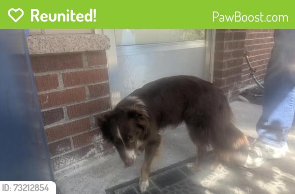 Reunited Female Dog last seen Edmonds Woodway high School, Edmonds, WA 98026