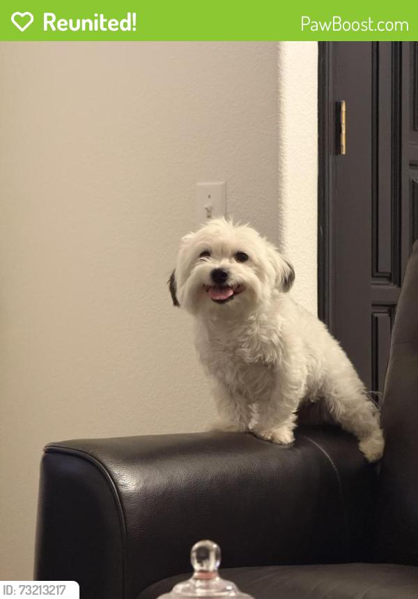 Reunited Male Dog last seen Hancock and Oak Ridge, Murrieta, CA 92562