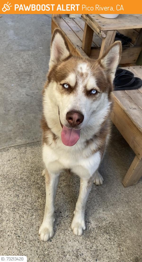Found/Stray Male Dog last seen Millux and Whittier near Dollar Tree, Pico Rivera, CA 90660