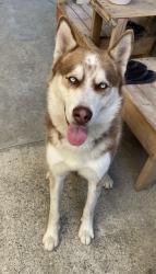 Found/Stray Male Dog last seen Millux and Whittier near Dollar Tree, Pico Rivera, CA 90660