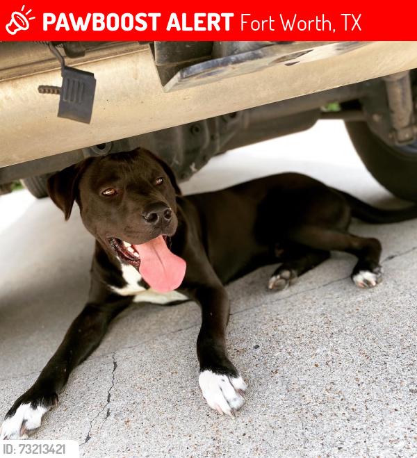 Lost Male Dog last seen Idk, Fort Worth, TX 76102