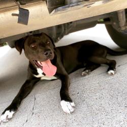 Lost Male Dog last seen Idk, Fort Worth, TX 76102