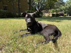 Found/Stray Male Dog last seen Indian Nation Turnpike & I-40, Henryetta, OK 74437