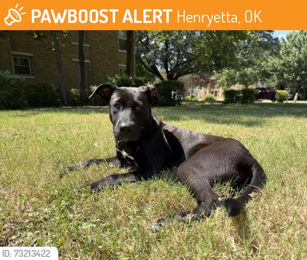 Found/Stray Male Dog last seen Indian Nation Turnpike & I-40, Henryetta, OK 74437