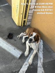 Shelter Stray Female Dog last seen Near BLOCK N VAN NESS AVE, FRESNO CA 93721 1135, 5277 E Airways Blvd, Fresno, CA 93727, USA