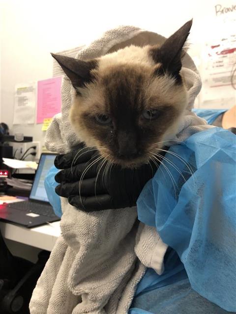 Shelter Stray Female Cat last seen Near BLOCK MAYFAIR DR W, FRESNO CA 93703 2313, 5277 E Airways Blvd, Fresno, CA 93727, USA