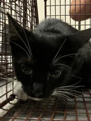 Shelter Stray Female Cat last seen Near BLK SPRING ST, LONG BEACH CA 90815, 7700 E Spring St, Long Beach, CA 90815, USA