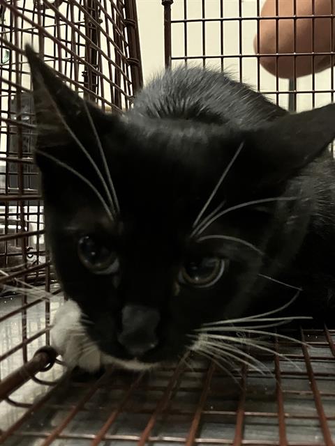 Shelter Stray Female Cat last seen Near BLK SPRING ST, LONG BEACH CA 90815, 7700 E Spring St, Long Beach, CA 90815, USA