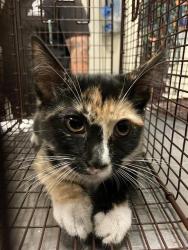 Shelter Stray Female Cat last seen Near BLK SPRING ST, LONG BEACH CA 90815, 7700 E Spring St, Long Beach, CA 90815, USA