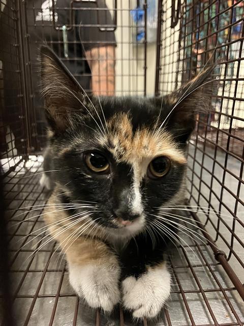 Shelter Stray Female Cat last seen Near BLK SPRING ST, LONG BEACH CA 90815, 7700 E Spring St, Long Beach, CA 90815, USA
