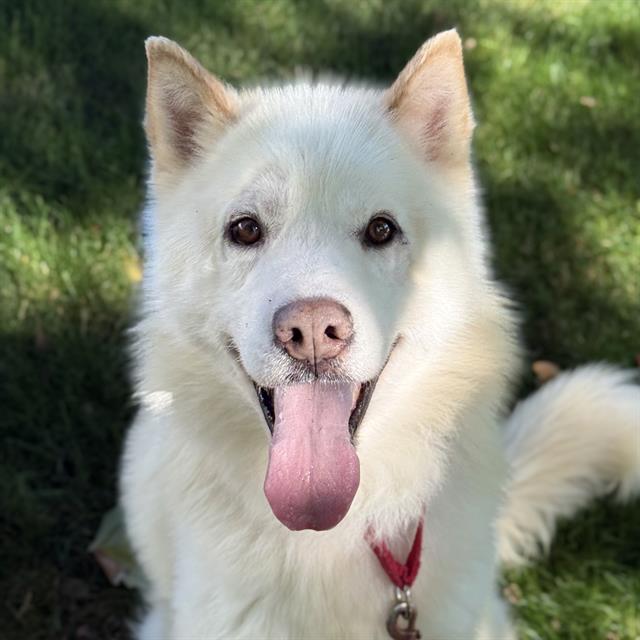 Shelter Stray Male Dog last seen Near BLOCK SE KENT KANGLEY RD, KENT WA 98030, 21615 64th Ave S, Kent, WA 98032, USA