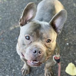 Shelter Stray Male Dog last seen Near BLOCK 19TH AVE S, SEATTLE WA 98168, 21615 64th Ave S, Kent, WA 98032, USA