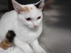 Shelter Stray Female Cat last seen , West Valley Animal Shelter, 20655 Plummer St, Chatsworth, CA 91311, USA