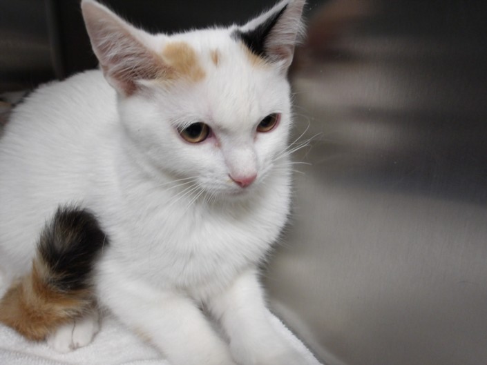 Shelter Stray Female Cat last seen , West Valley Animal Shelter, 20655 Plummer St, Chatsworth, CA 91311, USA